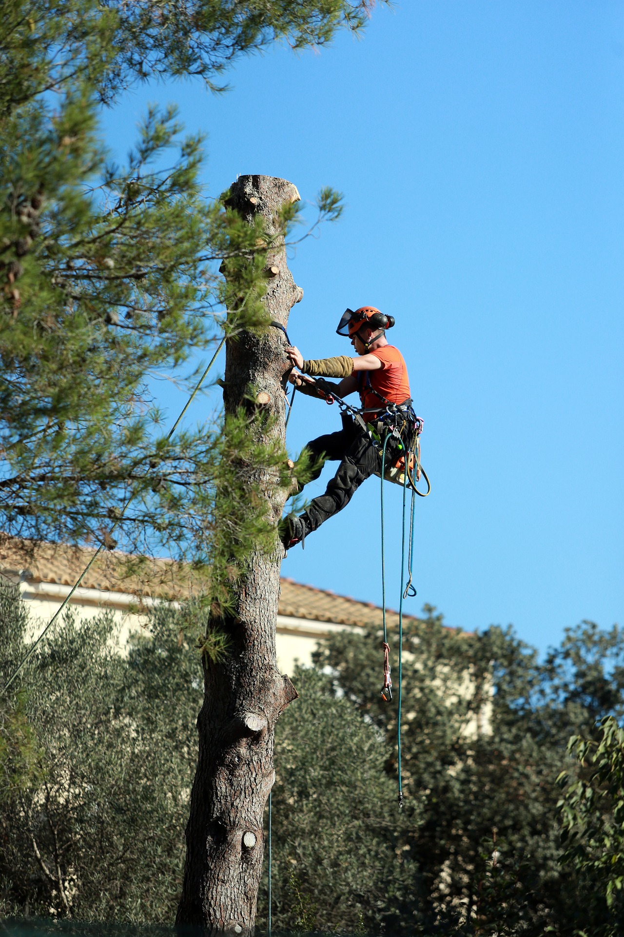 Abattage et élagage d'arbres par la société Création d'Eden